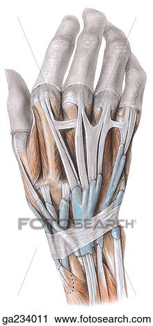 Synovial sheaths on dorsum of wrist. View Large Illustration Clip Art - Synovial sheaths on dorsum of wrist.. Fotosearch