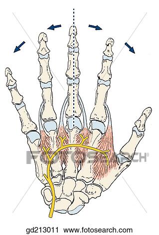 The four bipennate dorsal interossei muscles abduct the fingers. All muscles are supplied by the ulnar nerve. View Large Illustration Clip Art - The four bipennate dorsal interossei muscles abduct the fingers. All muscles are supplied by the ulnar nerve.. Fotosearch