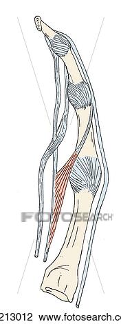 The profundus tendons pierces the superficialis tendon. Lumbrical muscles originate from the profundus tendon and insert into the extensor expansion. View Large Illustration Drawing - The profundus tendons pierces the superficialis tendon. Lumbrical muscles originate from the profundus tendon and insert into the extensor expansion.. Fotosearch