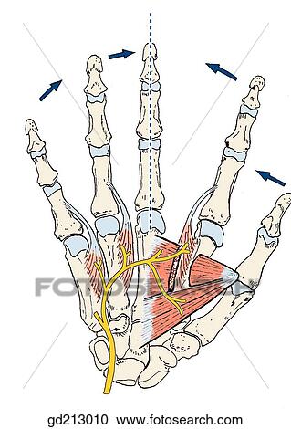 The three unipennate palmar interossei muscles and the adductor pollicis adduct the fingers in relation to the axial line. View Large Illustration Clipart - The three unipennate palmar interossei muscles and the adductor pollicis adduct the fingers in relation to the axial line.. Fotosearch