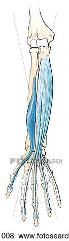 Third layer of muscles on the anterior of forearm. View Large Illustration Stock Illustration - Third layer of muscles on the anterior of forearm.. Fotosearch