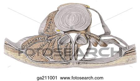 Clip Art - Transverse section of back muscles at level of lumbar spine; on left, muscles within sheaths/compartments; on right, empty sheaths.. Fotosearch