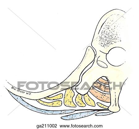 Drawing - Transverse section of back muscles at level of thoracic spine; erector spinae are shown in 3 columns and transversospinalis muscle is shown in 3 layers.. Fotosearch