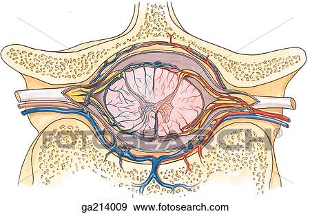 Stock Illustration - Transverse section showing the arterial supply and venous drainage of the spinal cord (posterior part, top; anterior part; bottom).. Fotosearch