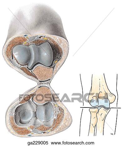 Transverse section through elbow joint; image to the right shows level of section. View Large Illustration Stock Illustration - Transverse section through elbow joint; image to the right shows level of section.. Fotosearch