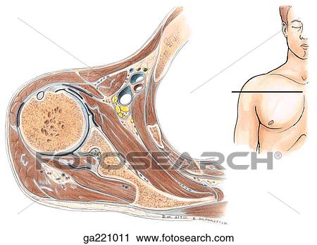 Transverse section through shoulder joint and axilla. The insert indicates the level of dissection. View Large Illustration Clip Art - Transverse section through shoulder joint and axilla. The insert indicates the level of dissection.. Fotosearch