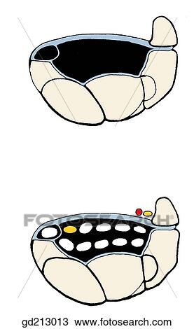 Transverse section through the right carpal tunnel. View Large Illustration Drawing - Transverse section through the right carpal tunnel.. Fotosearch