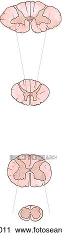 Clip Art - Transverse sections of the cervical (top), thoracic (2nd), lumbar (3rd), and sacral (4th) portions of the spinal cord. (DF, dorsal funiculus; LF, lateral funiculus; VF, ventral funiculus).. Fotosearch