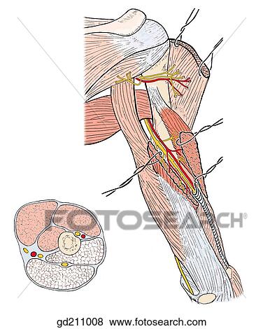 Triceps brachii and its three related nerves. View Large Illustration Stock Illustration - Triceps brachii and its three related nerves.. Fotosearch