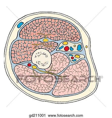 Two compartments of the arm with contents. The three heads of triceps brachii occupy the posterior brachial compartment. View Large Illustration Clip Art - Two compartments of the arm with contents. The three heads of triceps brachii occupy the posterior brachial compartment.. Fotosearch
