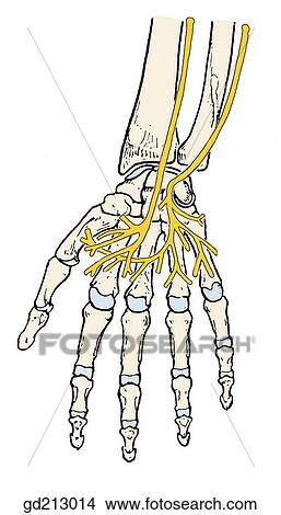 Stock Illustration - Ulnar and median nerve branches in palm of hand. Note that all seven interossei muscles are supplied by the ulnar nerve.. Fotosearch
