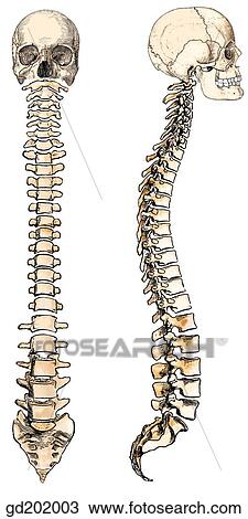 Drawing - Vertebral column in anterior and lateral view.. Fotosearch