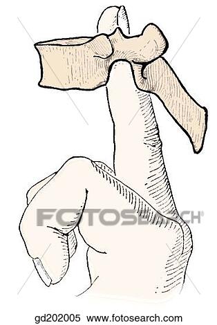 Vertebral foramen is not larger than a finger ring. In the articulated vertebral column, the vertebral foramina collectively form the bony vertebral canal. View Large Illustration Stock Illustration - Vertebral foramen is not larger than a finger ring. In the articulated vertebral column, the vertebral foramina collectively form the bony vertebral canal.. Fotosearch