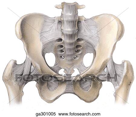 骨盤 そして 骨盤 Ligaments ａ 靭帯 の 骨盤 前である ビュー イラスト Ga Fotosearch