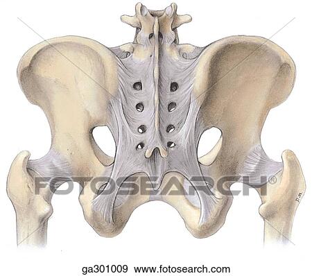 骨盤 そして 骨盤 Ligaments C 靭帯 の 骨盤 尻 ビュー イラスト Ga Fotosearch
