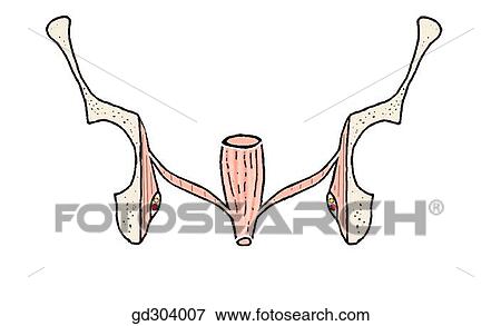 骨盤 横隔膜 ある 形作られる によって Levator のオオハシカッコウ そして Coccygeus Muscles Levator のオオハシカッコウ ある 漏斗funnel Shaped 中に Coronal Section イラスト Gd Fotosearch