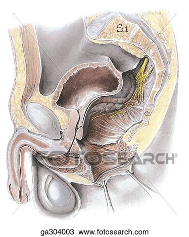 A. Levator ani, median section. The rectum, anal canal, and bulb of penis are removed from the specimen in Figure 3. 6A. The subcutaneous fibers of the external anal sphincter are reflected with forceps. puborectalis, lateral view. The puborectalis forms a View Large Illustration Drawing - A. Levator ani, median section. The rectum, anal canal, and bulb of penis are removed from the specimen in Figure 3. 6A. The subcutaneous fibers of the external anal sphincter are reflected with forceps. puborectalis, lateral view. The puborectalis forms a. Fotosearch