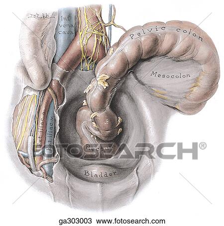 Drawing - A. Male pelvis, anterosuperior view.. Fotosearch