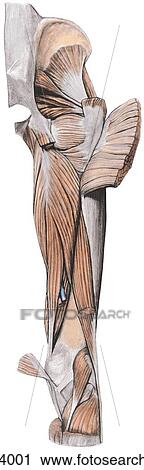 Adductor magnus muscle, posterior view. View Large Illustration Clip Art - Adductor magnus muscle, posterior view.. Fotosearch