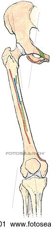 Adductor muscles of thigh, anterior view. A. Attachments. View Large Illustration Clip Art - Adductor muscles of thigh, anterior view. A. Attachments.. Fotosearch