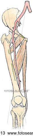 Adductor muscles of thigh, anterior view. B. Superficial. View Large Illustration Drawing - Adductor muscles of thigh, anterior view. B. Superficial.. Fotosearch