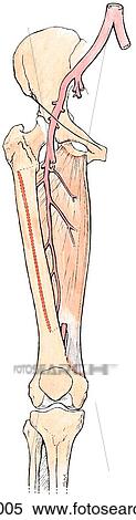 Adductor muscles of thigh, anterior view. D. Deep. View Large Illustration Stock Illustration - Adductor muscles of thigh, anterior view. D. Deep.. Fotosearch