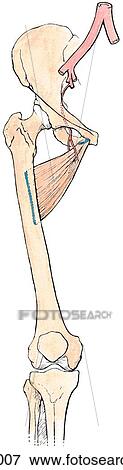 Adductor muscles of thigh, anterior view. C. Intermediate. View Large Illustration Stock Illustration - Adductor muscles of thigh, anterior view. C. Intermediate.. Fotosearch