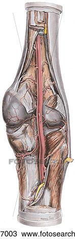 Anastomes around knee. A. Posterior view. View Large Illustration Drawing - Anastomes around knee. A. Posterior view.. Fotosearch