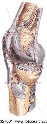 Anastomes around knee. B. Anteromedial view. View Large Illustration Clip Art - Anastomes around knee. B. Anteromedial view.. Fotosearch