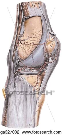 Anastomes around knee. C. Anterolateral view. View Large Illustration Drawing - Anastomes around knee. C. Anterolateral view.. Fotosearch