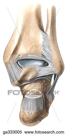 Ankle, posterior view. A. Dissection. View Large Illustration Stock Illustration - Ankle, posterior view. A. Dissection.. Fotosearch