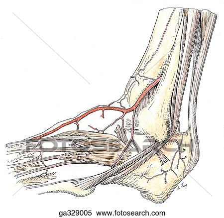 Anomalous dorsalis pedis artery, lateral view. View Large Illustration Stock Illustration - Anomalous dorsalis pedis artery, lateral view.. Fotosearch