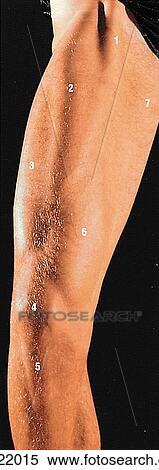 Anterior and medial thigh muscles - 1. A. Surface anatomy, anteromedial view. (Numbers refer to structures in B. ) View Large Illustration Stock Illustration - Anterior and medial thigh muscles - 1. A. Surface anatomy, anteromedial view. (Numbers refer to structures in B. ). Fotosearch