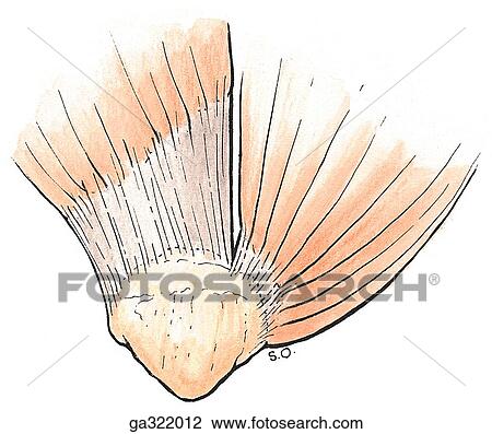 Anterior and medial thigh muscles - II. B. Patellar attachment of vastus medialis and lateralis muscles. View Large Illustration Drawing - Anterior and medial thigh muscles - II. B. Patellar attachment of vastus medialis and lateralis muscles.. Fotosearch