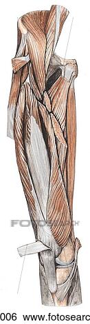 Anterior and medial thigh muscles - II. A. Deep dissection of muscles of anterior and medial aspects of thigh. Note that the central portions of the muscle bellies of the sartorius, rectus femrois, pectineus, and adductor longus muscles have been removed. View Large Illustration Stock Illustration - Anterior and medial thigh muscles - II. A. Deep dissection of muscles of anterior and medial aspects of thigh. Note that the central portions of the muscle bellies of the sartorius, rectus femrois, pectineus, and adductor longus muscles have been removed.. Fotosearch