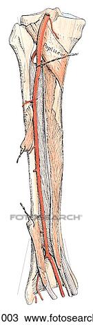 Drawing - Arterial anomalies of posterior leg, posterior view. A. Absence of posterior tibial artery. Compensatory enlargement of the fibular (peroneal) artery was found to occur in approximately 5% of limbs.. Fotosearch