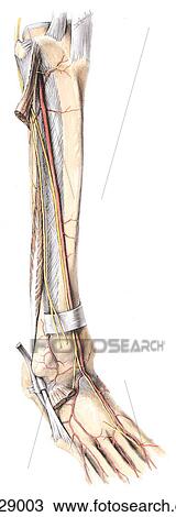 Arteries and nerves of anterior and lateral aspects of leg and dorsum of foot. A. dissection, anterolateral view. The anterior crural muscles were removed, and the fibularis (peroneus) longus muscle was excised. View Large Illustration Drawing - Arteries and nerves of anterior and lateral aspects of leg and dorsum of foot. A. dissection, anterolateral view. The anterior crural muscles were removed, and the fibularis (peroneus) longus muscle was excised.. Fotosearch