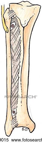 Arteries and nerves of anterior and lateral aspects of leg and dorsum of foot. B. Tibiofibular articulations and their relationships to arteries of the leg, anterior view. View Large Illustration Stock Illustration - Arteries and nerves of anterior and lateral aspects of leg and dorsum of foot. B. Tibiofibular articulations and their relationships to arteries of the leg, anterior view.. Fotosearch
