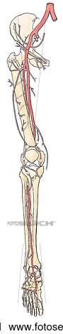 Arteries of Lower Limb. A. Anterior view. View Large Illustration Clip Art - Arteries of Lower Limb. A. Anterior view.. Fotosearch