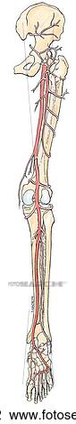 Arteries of Lower Limb. B. Posterior view. View Large Illustration Drawing - Arteries of Lower Limb. B. Posterior view.. Fotosearch