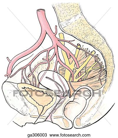 Arteries of pelvis. Male pelvis, median section. View Large Illustration Drawing - Arteries of pelvis. Male pelvis, median section.. Fotosearch