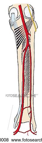 Stock Illustration - Arteries of the posterior aspect of the leg.. Fotosearch