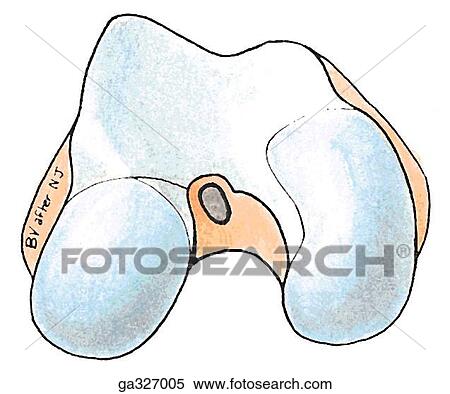 Stock Illustration - Articular surfaces and ligaments of knee joint. B. Distal femur, anteroinferior view.. Fotosearch