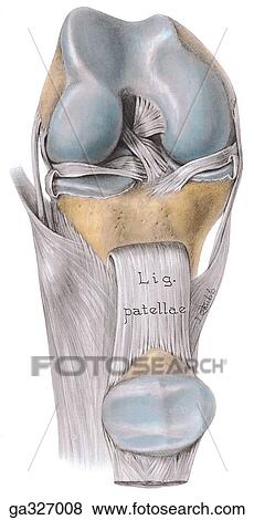 Articular surfaces and ligaments of knee joint. A. Flexed knee joint