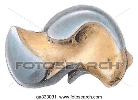 Articular surfaces of ankle joint. C. Talus medial view. Observe the comma-shaped area for articulation with the medial malleolus. View Large Illustration Clip Art - Articular surfaces of ankle joint. C. Talus medial view. Observe the comma-shaped area for articulation with the medial malleolus.. Fotosearch