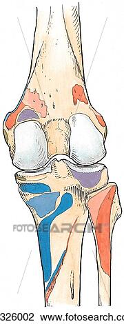 Attachments of muscles of popliteal region, posterior region. View Large Illustration Drawing - Attachments of muscles of popliteal region, posterior region.. Fotosearch