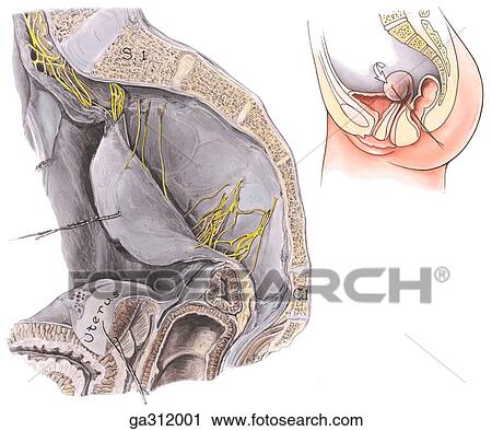 Autonomic nerves of female pelvis. A. Median section, rectum, and subperitoneal tissue reflected anteriorly. Insert image indicates orientaion of main illustration. View Large Illustration Clip Art - Autonomic nerves of female pelvis. A. Median section, rectum, and subperitoneal tissue reflected anteriorly. Insert image indicates orientaion of main illustration.. Fotosearch