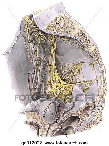 Autonomic nerves of female pelvis. B. Median section, subperitoneal tissue removed. View Large Illustration Drawing - Autonomic nerves of female pelvis. B. Median section, subperitoneal tissue removed.. Fotosearch