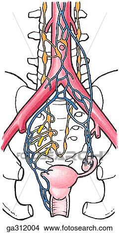 Autonomic nerves of female pelvis. D. Innervation of uterus, vagina