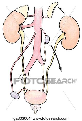 B. Migration of the kidneys and testis, anterior view. This diagram explains developmentally how the urether becomes crossed by testicular vessels in the abdomen and by the deferent duct in the pelvis. View Large Illustration Stock Illustration - B. Migration of the kidneys and testis, anterior view. This diagram explains developmentally how the urether becomes crossed by testicular vessels in the abdomen and by the deferent duct in the pelvis.. Fotosearch